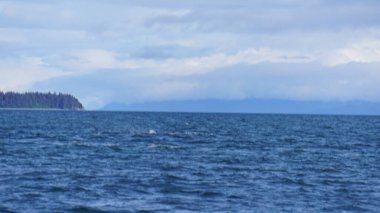 Alaska, ABD 'de balina izleme