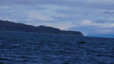 Alaska, ABD 'de balina izleme