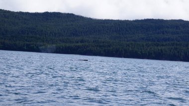 Alaska, ABD 'de balina izleme