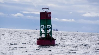 Yıldız Mühür Aslanları soğuk ve bulutlu bir yaz gününde Auke Körfezi, Juneau Alaska 'da bir şamandırada uyuyor.
