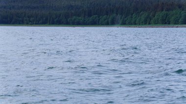 Bir balina safariyi izlerken Alaska fiyordunda manzara