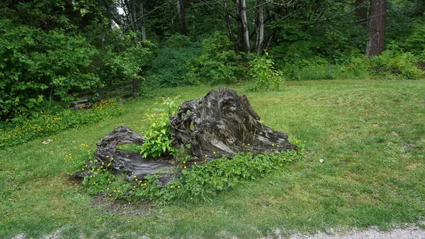 Closeup Old Stump Park — Fotografia de Stock