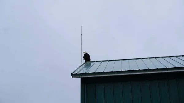 Osprey Amerika Birleşik Devletleri Alaska Daki Juneau Limanı Binasında — Stok fotoğraf