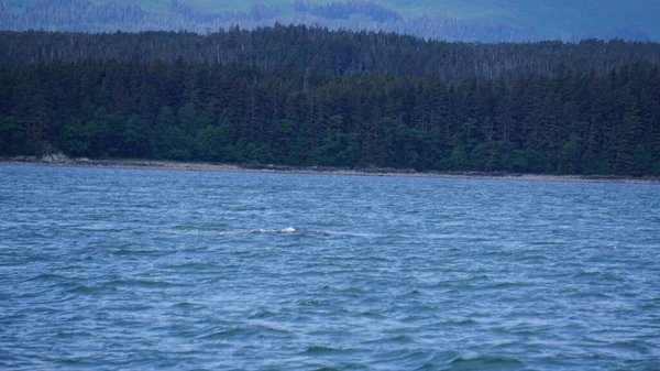 Observation Des Baleines Alaska États Unis — Photo