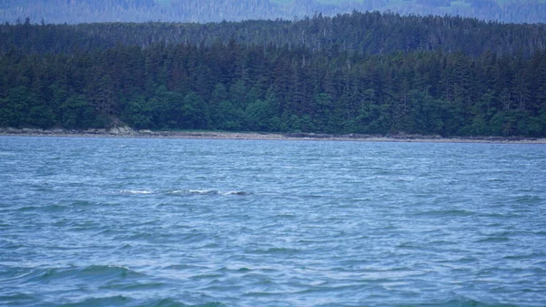 Osservazione Delle Balene Alaska Usa — Foto Stock