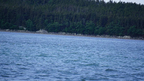 Táj Egy Alaszkai Fjord Közben Bálna Néz Szafari — Stock Fotó