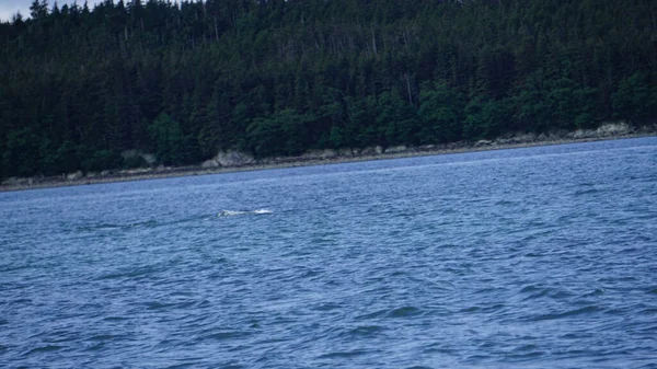 Τοπίο Ένα Φιόρδ Της Αλάσκας Κατά Διάρκεια Μιας Φάλαινας Βλέποντας — Φωτογραφία Αρχείου