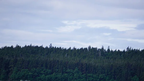 Landschaft Einem Fjord Alaska Während Einer Walbeobachtungssafari — Stockfoto
