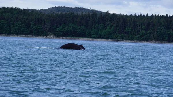 Walvissen Kijken Alaska Verenigde Staten — Stockfoto