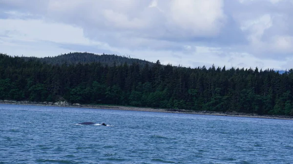 Walvissen Kijken Alaska Verenigde Staten — Stockfoto