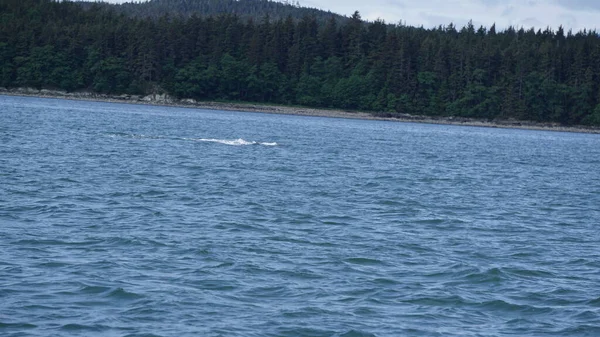 Osservazione Delle Balene Alaska Usa — Foto Stock