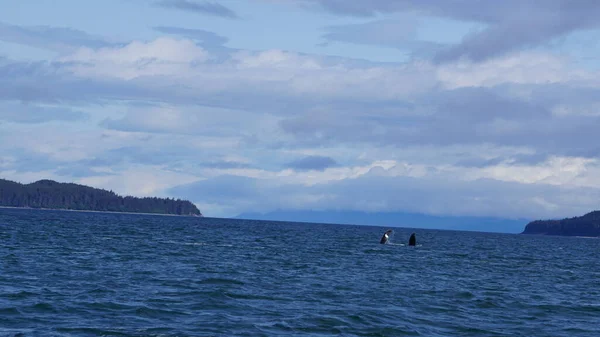 Observação Baleias Alasca Eua — Fotografia de Stock