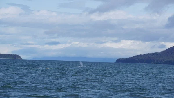 Walvissen Kijken Alaska Verenigde Staten — Stockfoto