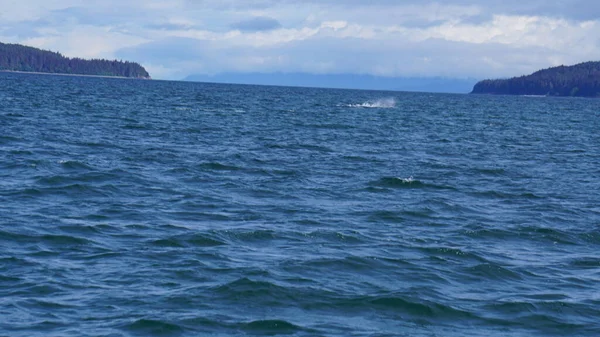 Observation Des Baleines Alaska États Unis — Photo