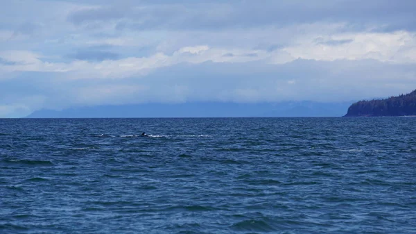 Pozorování Velryb Aljašce Usa — Stock fotografie