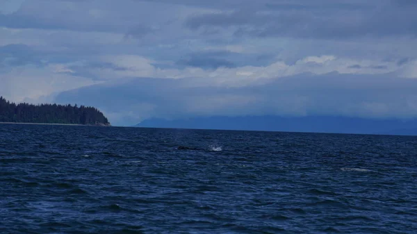 Avistamiento Ballenas Alaska Eeuu — Foto de Stock