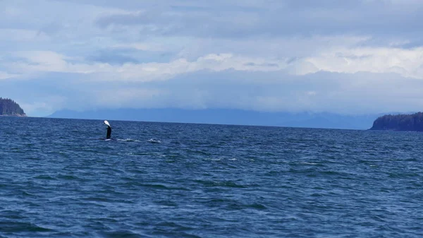 Φάλαινα Βλέποντας Στην Αλάσκα Ηπα — Φωτογραφία Αρχείου