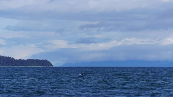 Obserwowanie Wielorybów Alasce Usa — Zdjęcie stockowe