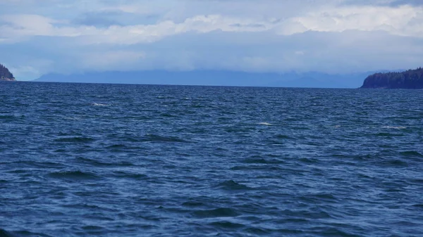 Táj Egy Alaszkai Fjord Közben Bálna Néz Szafari — Stock Fotó