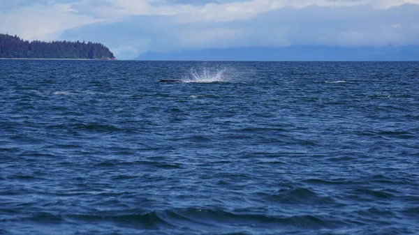 Walvissen Kijken Alaska Verenigde Staten — Stockfoto