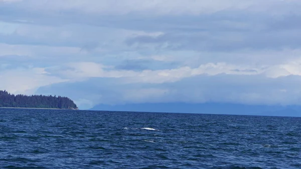 Osservazione Delle Balene Alaska Usa — Foto Stock