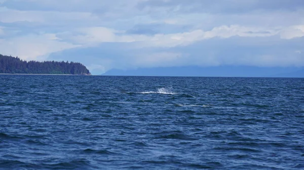 Obserwowanie Wielorybów Alasce Usa — Zdjęcie stockowe