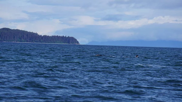 Observation Des Baleines Alaska États Unis — Photo