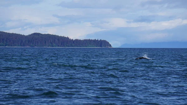 Walvissen Kijken Alaska Verenigde Staten — Stockfoto