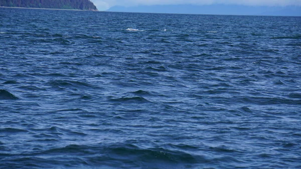 Observação Baleias Alasca Eua — Fotografia de Stock