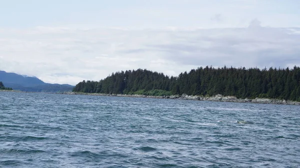 Táj Egy Alaszkai Fjord Közben Bálna Néz Szafari — Stock Fotó