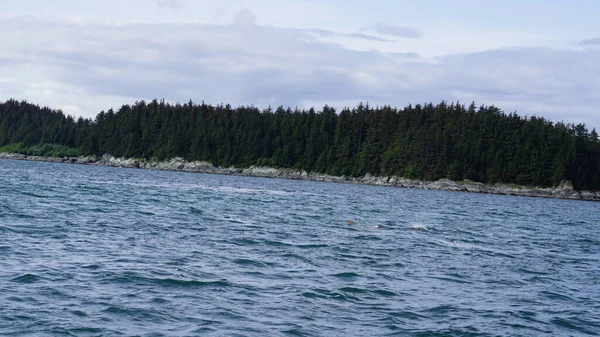 Landscape Alaskan Fjord Whale Watching Safari — Stock Photo, Image