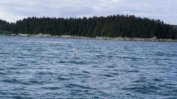 Landscape Alaskan Fjord Whale Watching Safari — Stock Photo, Image