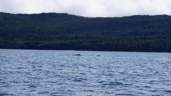 Osservazione Delle Balene Alaska Usa — Foto Stock