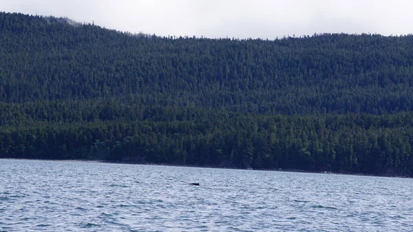 Observation Des Baleines Alaska États Unis — Photo