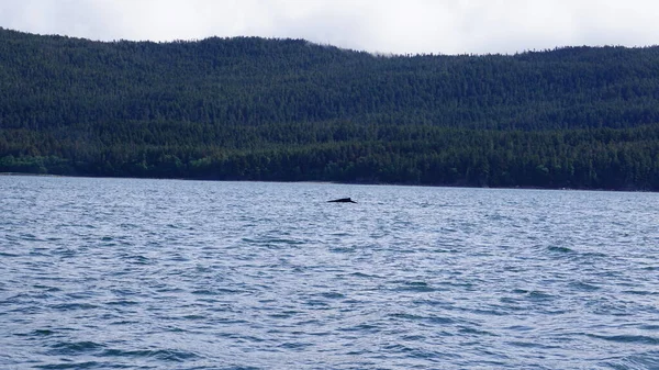 Observation Des Baleines Alaska États Unis — Photo