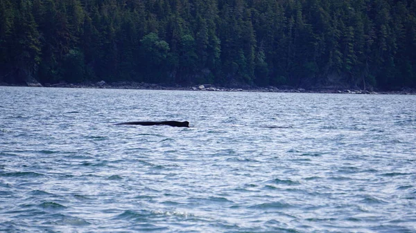 アラスカ アメリカのクジラウォッチング — ストック写真