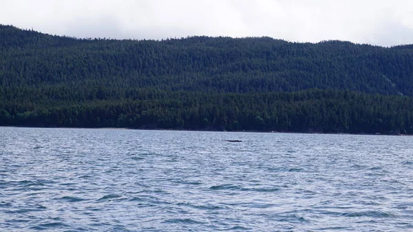 Landscape Alaskan Fjord Whale Watching Safari — Stock Photo, Image