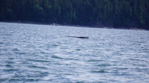 Walvissen Kijken Alaska Verenigde Staten — Stockfoto