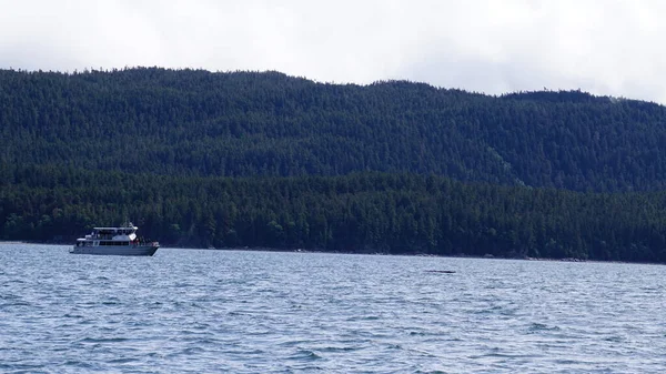 Juneau Alaska May 2019 Whale Watching Excursion Fjord Juneau Alaska — Stock Photo, Image