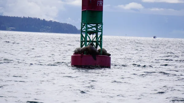 Stellar Seal Lions sleeping on a buoy in Auke Bay, Juneau Alaska on a cold and cloudy summer day