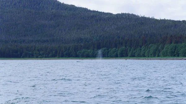 Táj Egy Alaszkai Fjord Közben Bálna Néz Szafari — Stock Fotó