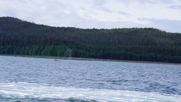 Walbeobachtung Alaska Usa — Stockfoto