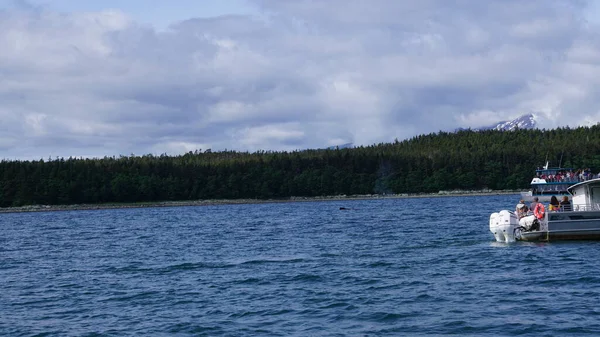 Juneau Alaska Maggio 2019 Escursione Osservazione Delle Balene Fiordo Vicino — Foto Stock