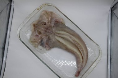 Cam tepside çiğ ve temiz maymunbalığı.