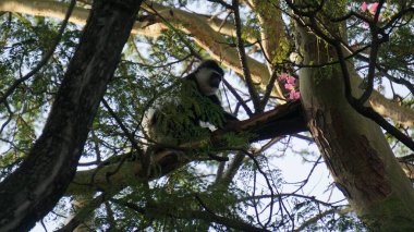 Ağaçtaki uluyan maymun