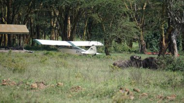 Kenya 'daki Nakuru Gölü üzerinde hafif uçaklar