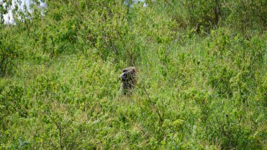 Kenya Nakuru Gölü 'nde çimlerin arasına saklanmış bir babun.