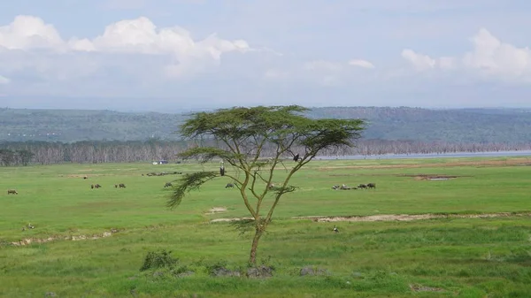 Sommerlandschaft Lake Nakuru Nationalpark Kenia — Stockfoto