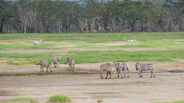 Paisagem Verão Parque Nacional Lago Nakuru Quênia — Fotografia de Stock