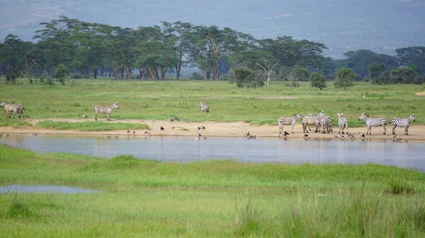 Ζέβρες Δίπλα Στο Νερό Στη Λίμνη Nakuru Κένυα — Φωτογραφία Αρχείου